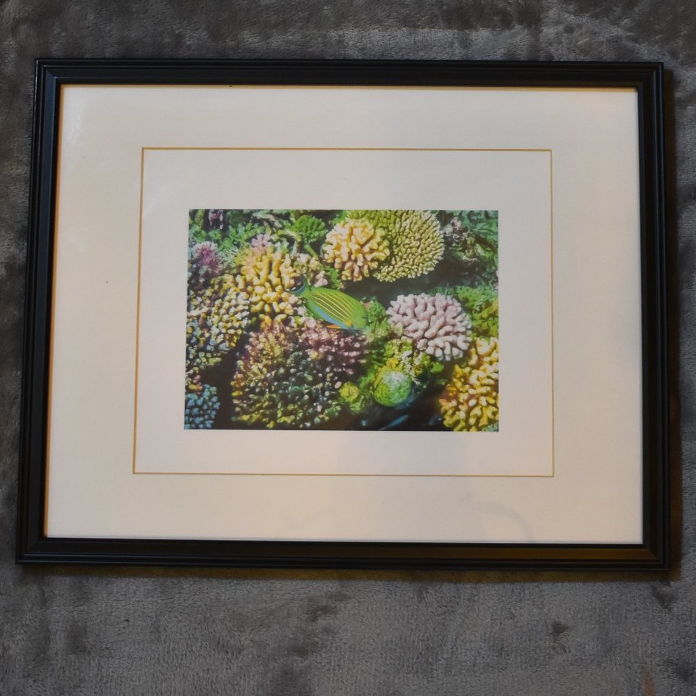 8x10 Tropical Fish - Great Barrier Reef Photograph